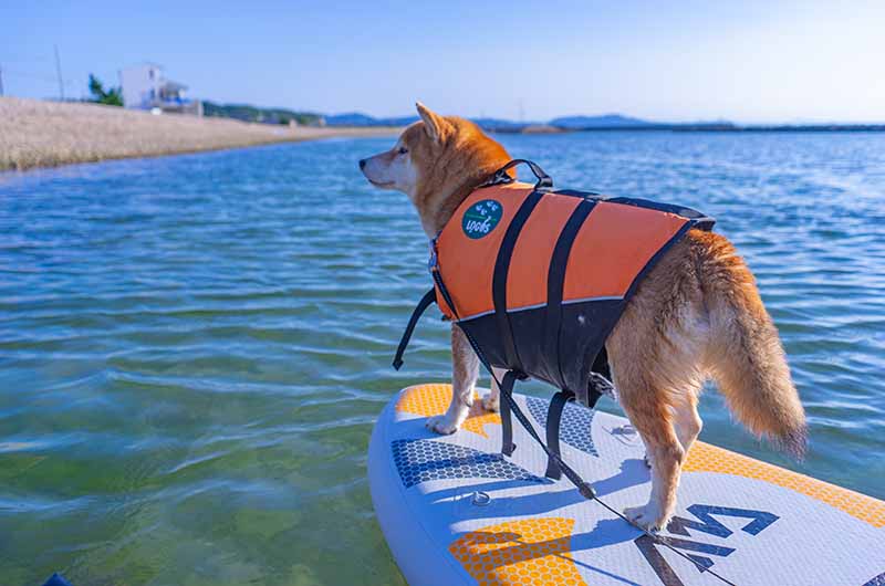 淡路島新五色浜の海でSUPに挑戦する柴犬亜門さん