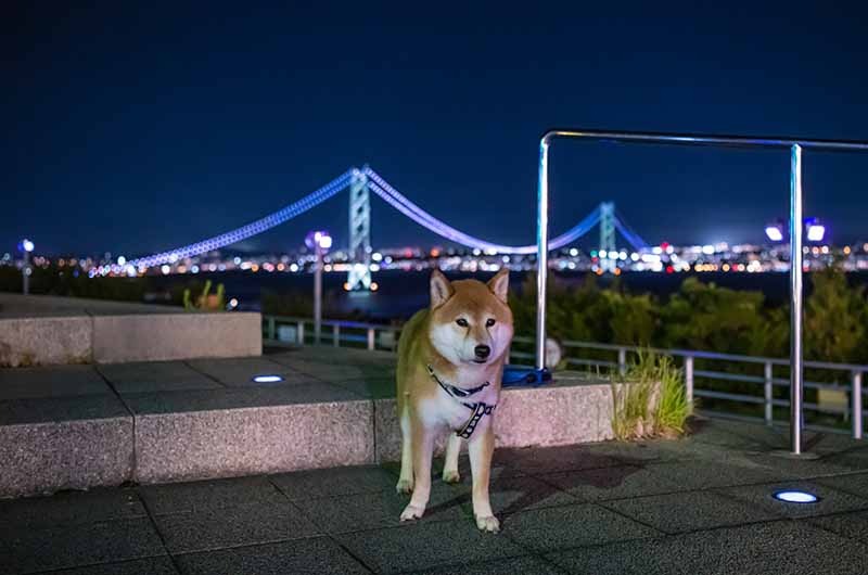 淡路島 夜の明石海峡大橋と柴犬亜門さん