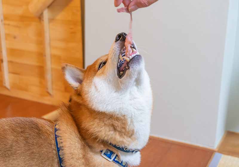 但馬牛のしゃぶしゃぶを食べる柴犬亜門さん