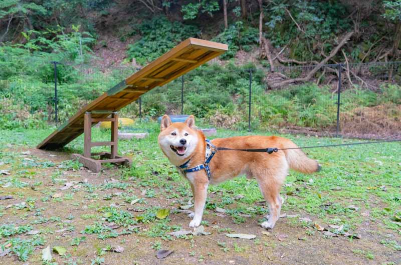 レイセニット城崎スイートVILLA ドッグランで遊ぶ柴犬亜門さん