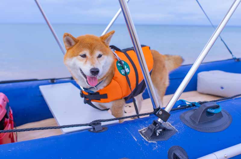 葛野浜海水浴場 ゴムボートと柴犬亜門さん