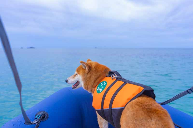 葛野浜海水浴場 ゴムボートと柴犬亜門さん