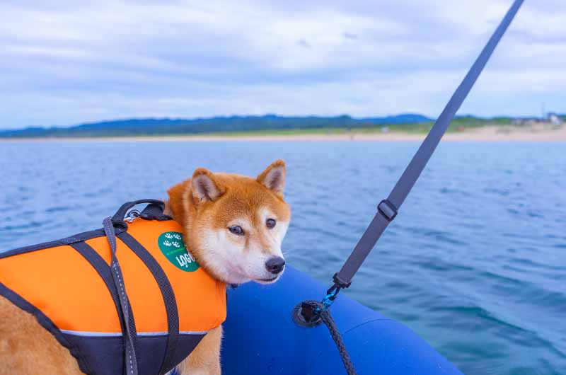 葛野浜海水浴場 ゴムボートと柴犬亜門さん