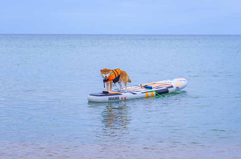 葛野浜海水浴場 SUPに乗る柴犬亜門さん