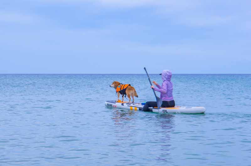 葛野浜海水浴場 SUPに乗る柴犬亜門さん