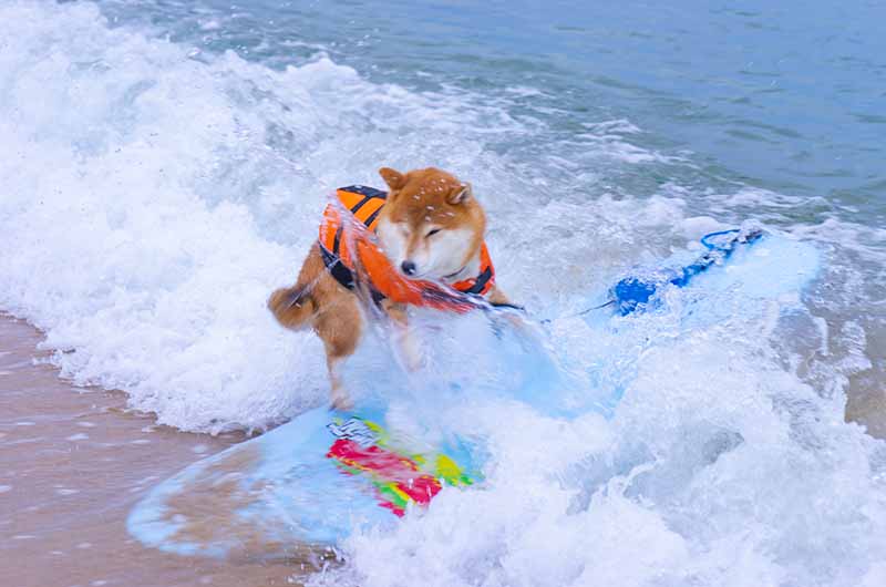 葛野浜海水浴場 サーフィンをする柴犬亜門さん サーフィン犬