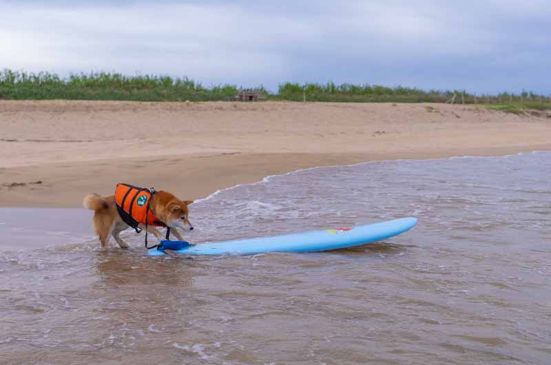 葛野浜海水浴場 サーフィンをする柴犬亜門さん サーフィン犬