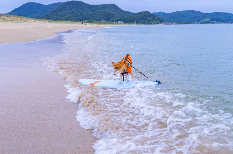 葛野浜海水浴場 サーフィンをする柴犬亜門さん サーフィン犬