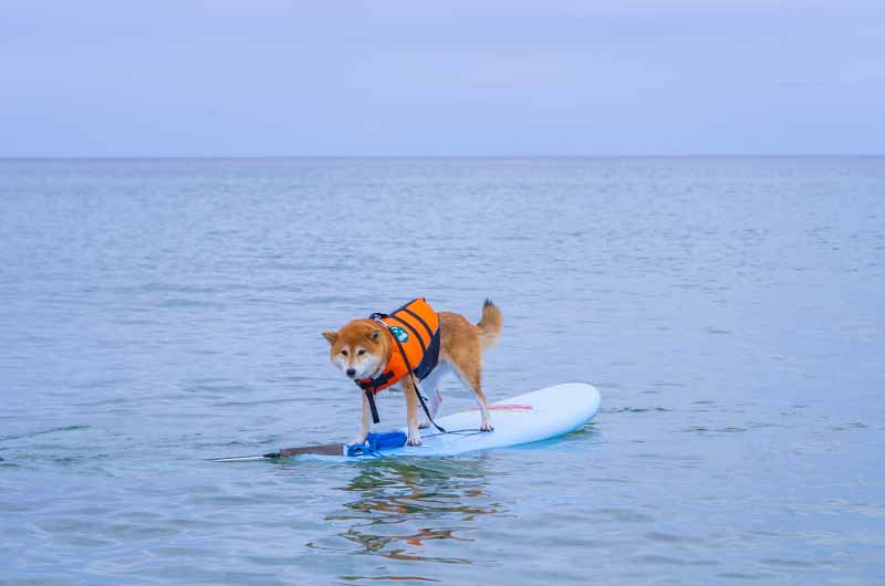 葛野浜海水浴場 サーフィンをする柴犬亜門さん サーフィン犬