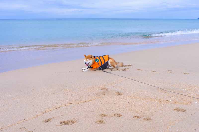 葛野浜海水浴場 波打ち際で寝そべる柴犬亜門さん