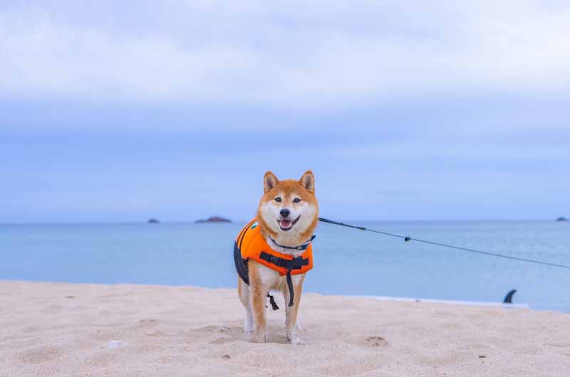 葛野浜海水浴場 ライフジャケットを着て散歩する柴犬亜門さん