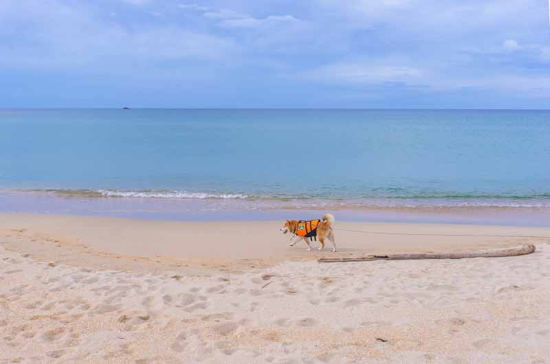 葛野浜海水浴場 ライフジャケットを着て散歩する柴犬亜門さん