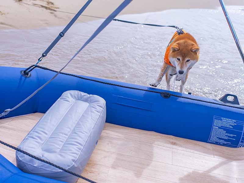 葛野浜海水浴場 ゴムボートと柴犬亜門さん