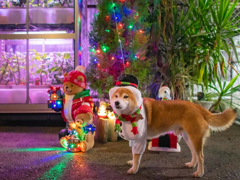 コストコのクリスマスグッズと柴犬亜門さん