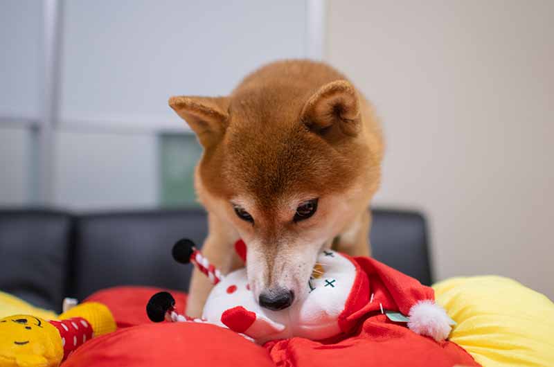 音の鳴るおもちゃで遊ぶ柴犬亜門さん