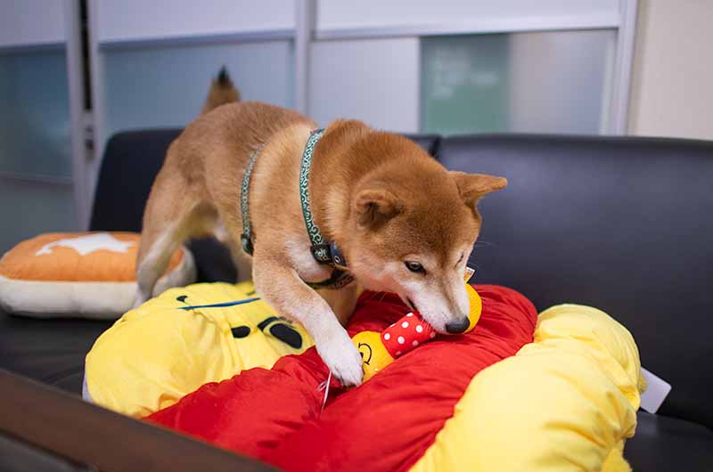 くまのぷーさん 犬用 音が鳴るおもちゃ