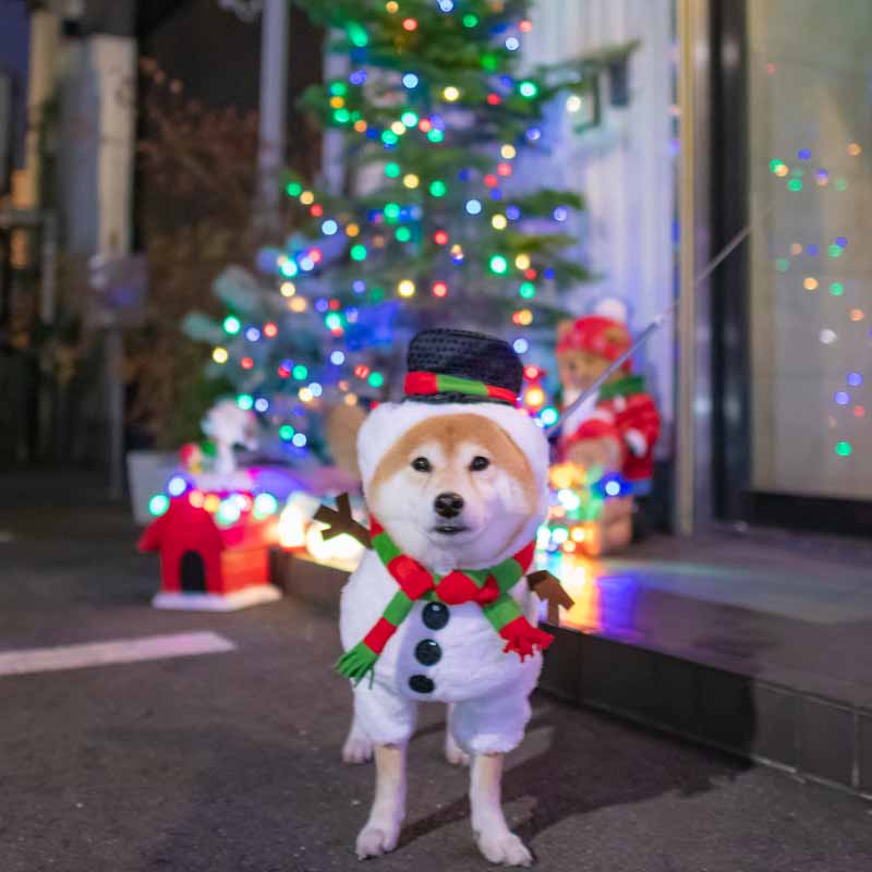 イルミネーションと柴犬亜門さん