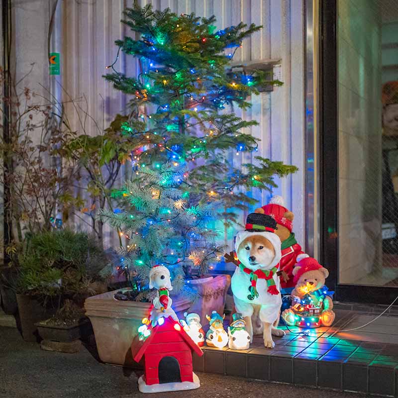 クリスマスコスプレをした柴犬亜門さん