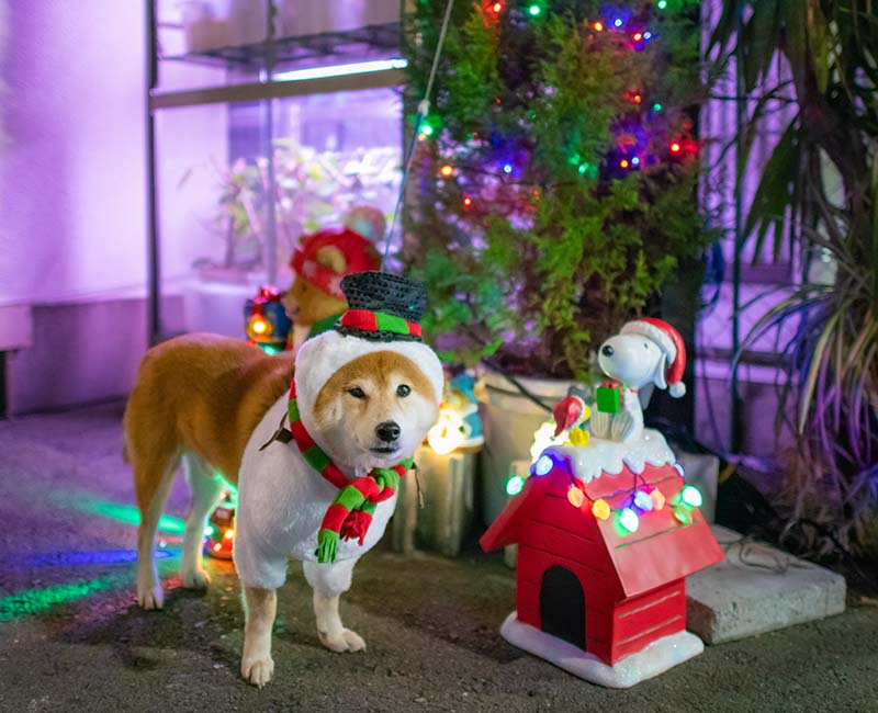 クリスマスツリーと柴犬亜門さん