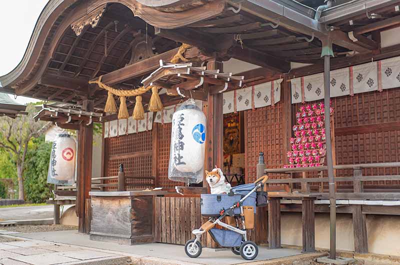 姫嶋神社の本殿と柴犬亜門さん