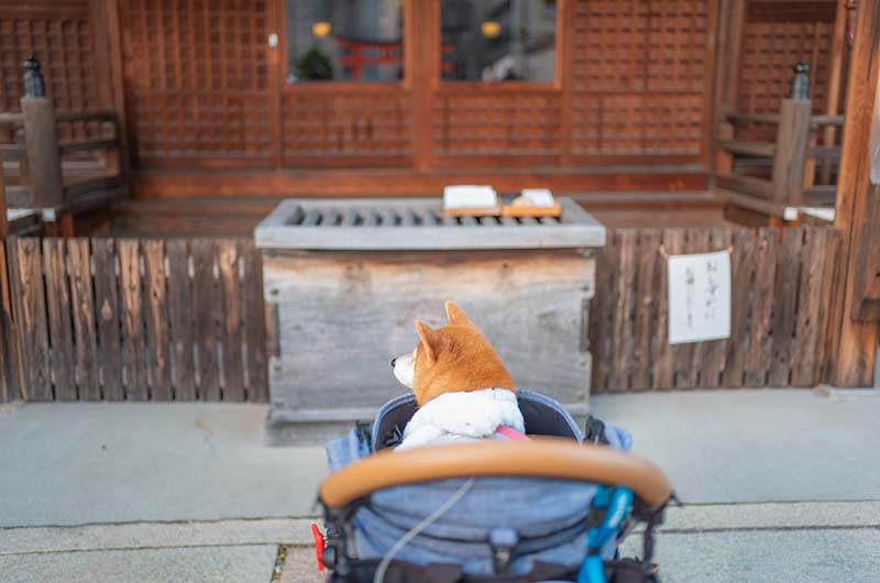 姫嶋神社 お賽銭箱と柴犬亜門さん