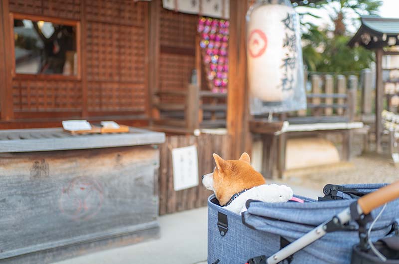 姫嶋神社 お賽銭箱と柴犬亜門さん