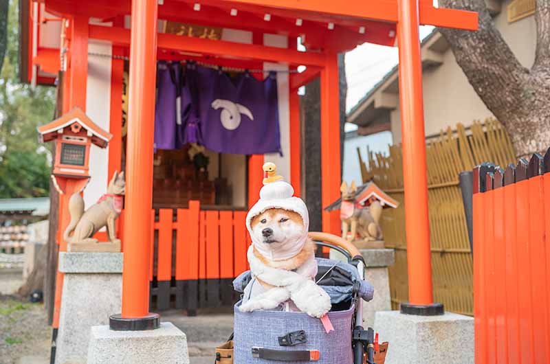 姫嶋神社 大楠