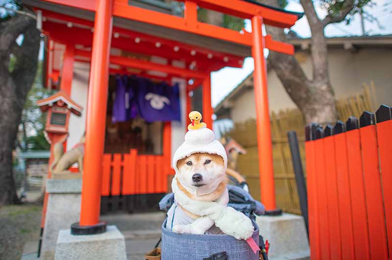 姫嶋神社 白蛇の神様