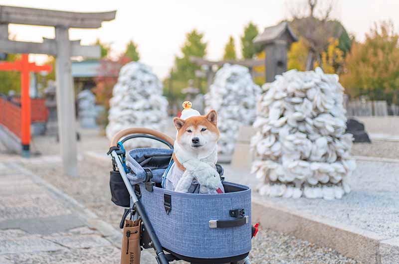 姫嶋神社 はじまりの碑