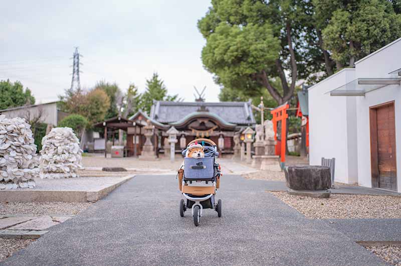 姫嶋神社 バギーに乗ってくつろぐ柴犬亜門さん