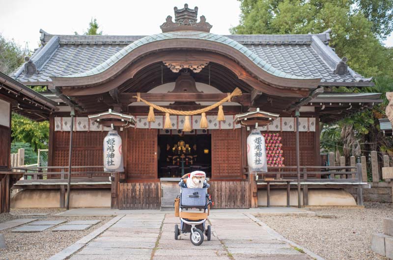 姫嶋神社 本殿と柴犬亜門さん