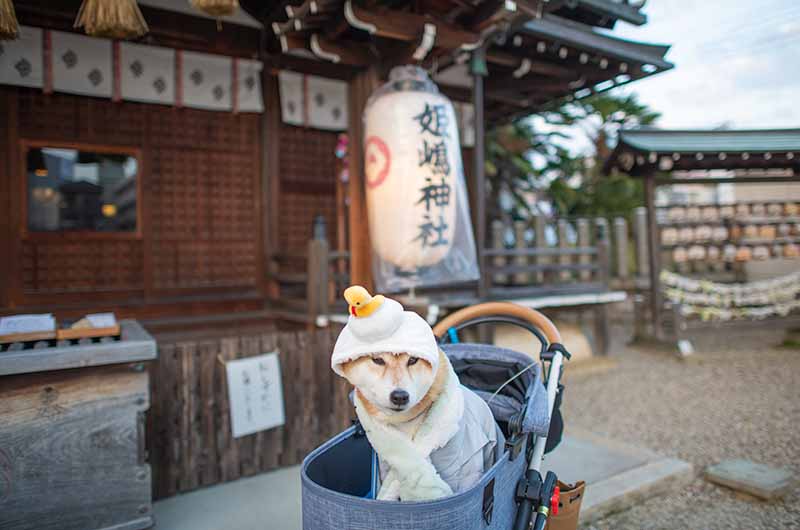 姫嶋神社 本殿と柴犬亜門さん