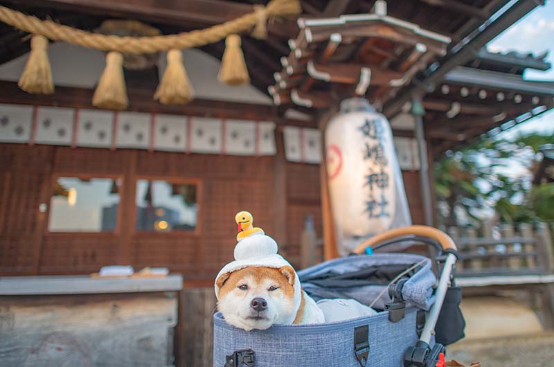 姫嶋神社 本殿と柴犬亜門さん