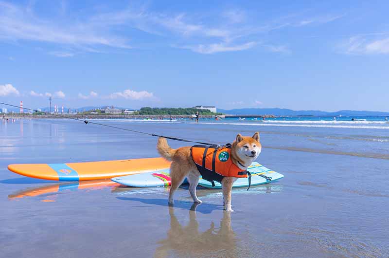 和歌山 磯ノ浦海水浴場 柴犬亜門さん