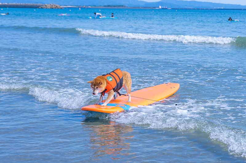 柴犬サーフィン