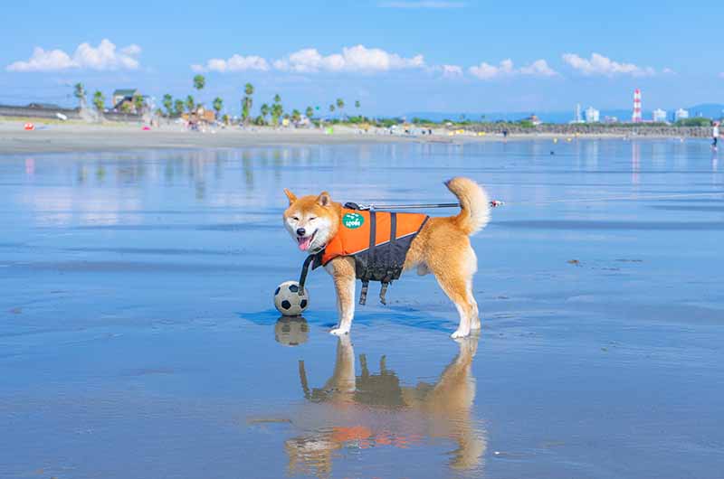 柴犬亜門さん 砂浜でボール遊び
