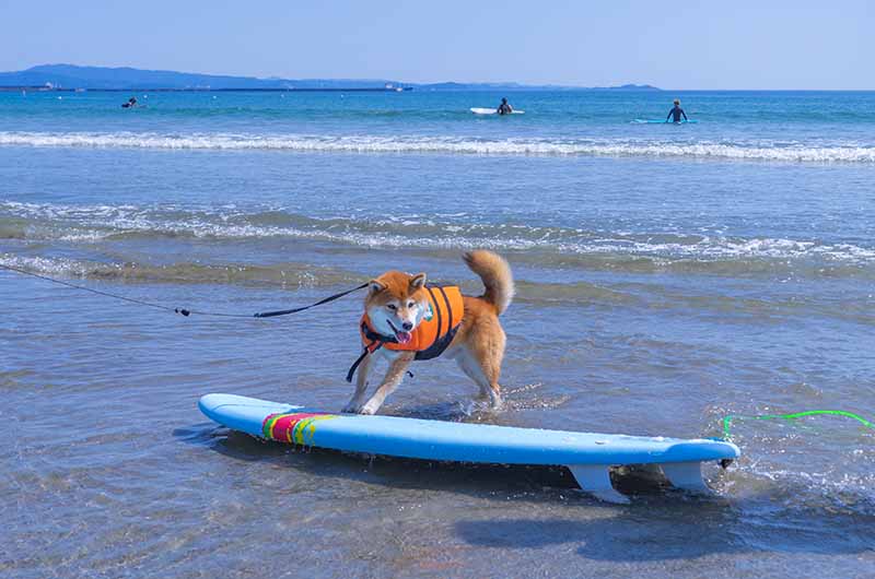 磯の浦海水浴場 柴犬亜門さん