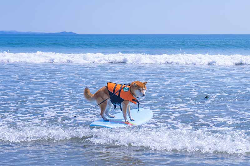 磯ノ浦でサーフィン