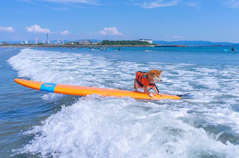 ミッドレングスボードでサーフィン 柴犬亜門さん