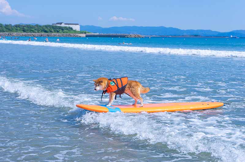 サーファー犬 柴犬亜門さん