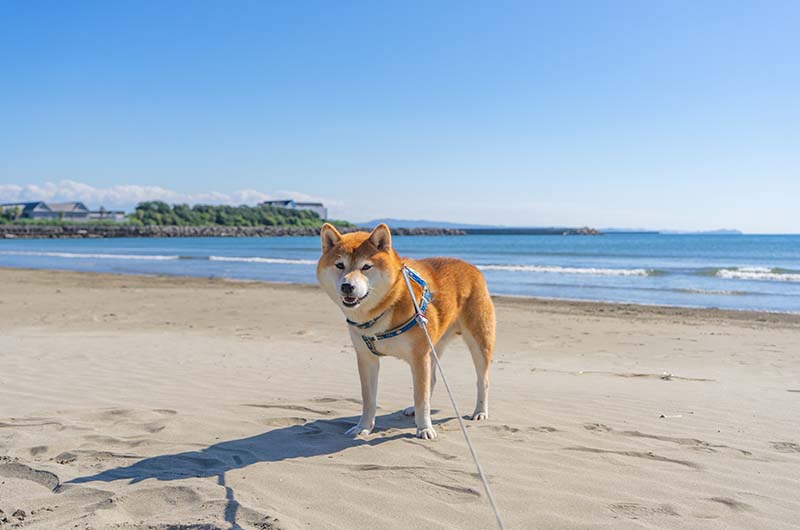 和歌山 磯ノ浦海水浴場 柴犬亜門さん