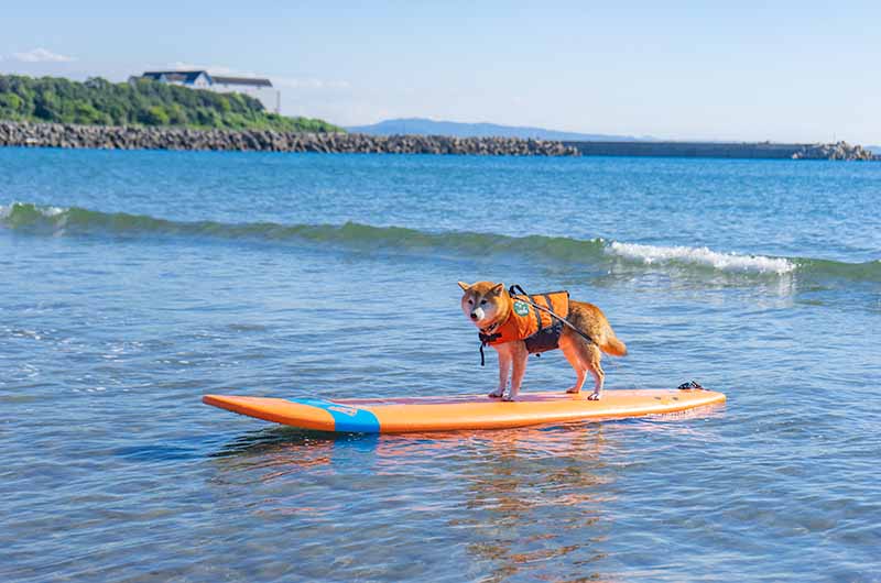サーファー犬 柴犬亜門さん