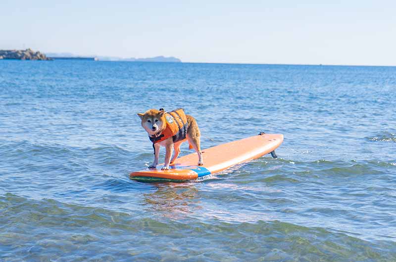 サーフィンドッグ 柴犬亜門さん