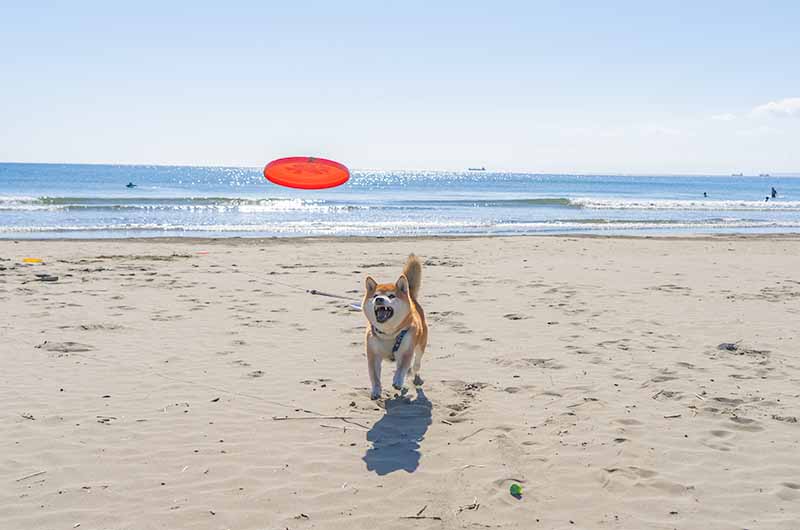 柴犬亜門さん 砂浜フリスビー