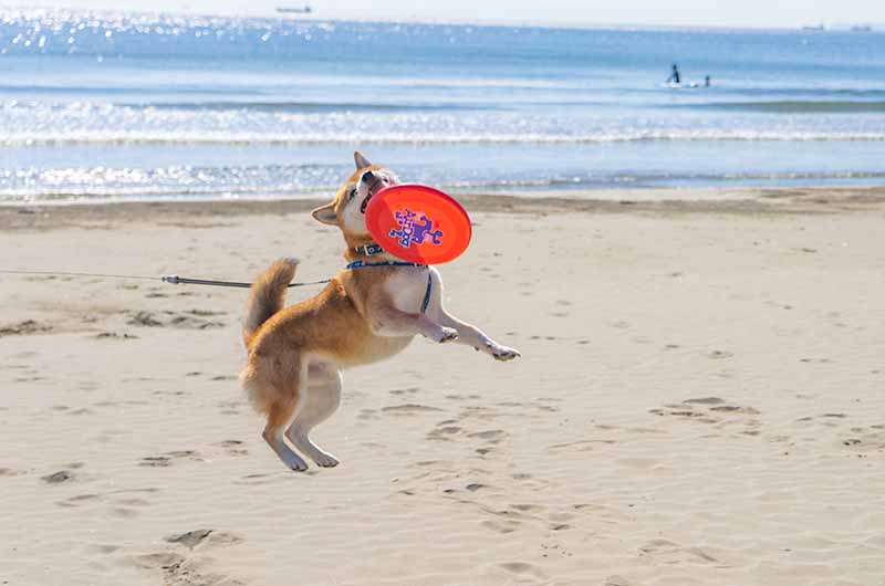 柴犬亜門さん 砂浜フリスビー