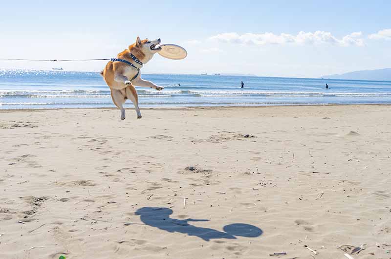 フリスビー柴犬