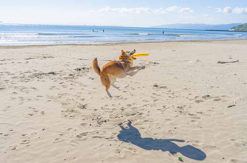 フリスビー柴犬