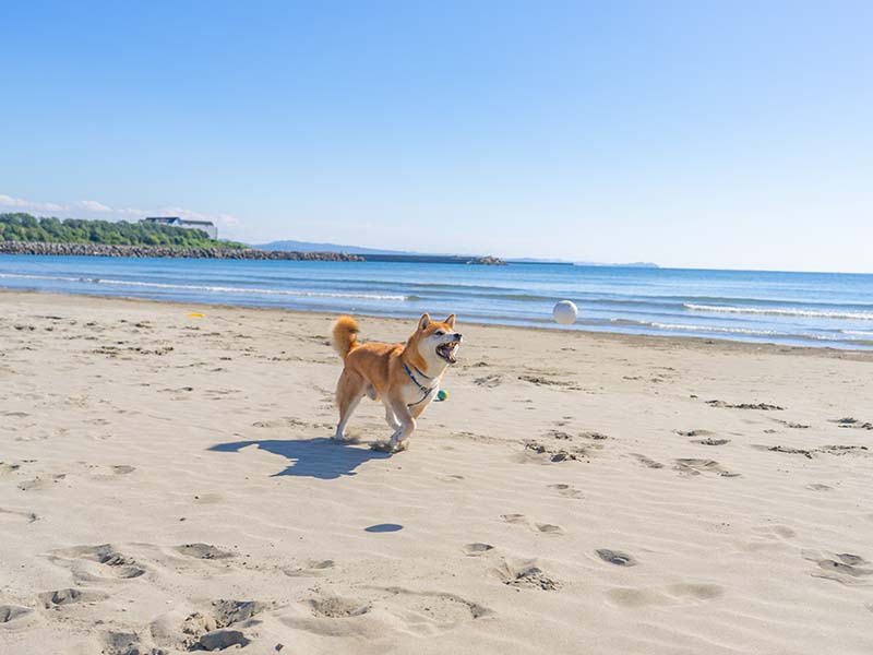 柴犬亜門さん 砂浜でボール遊び