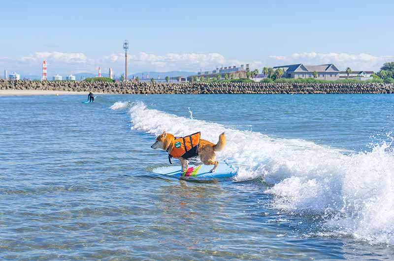 磯ノ浦でサーフィン
