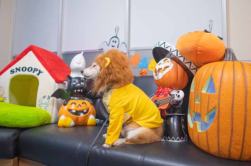 ライオンキングのシンバ衣装を着た柴犬亜門さん